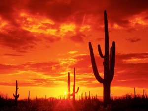 Burning-Sunset-Saguaro-National-Park.-Arizona-940x705