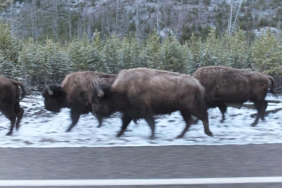 Bison on the street