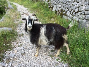 Mountain goat Kotor Bay Montenegro