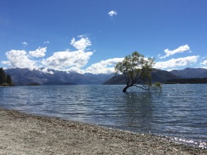 Wanaka Tree Wanaka