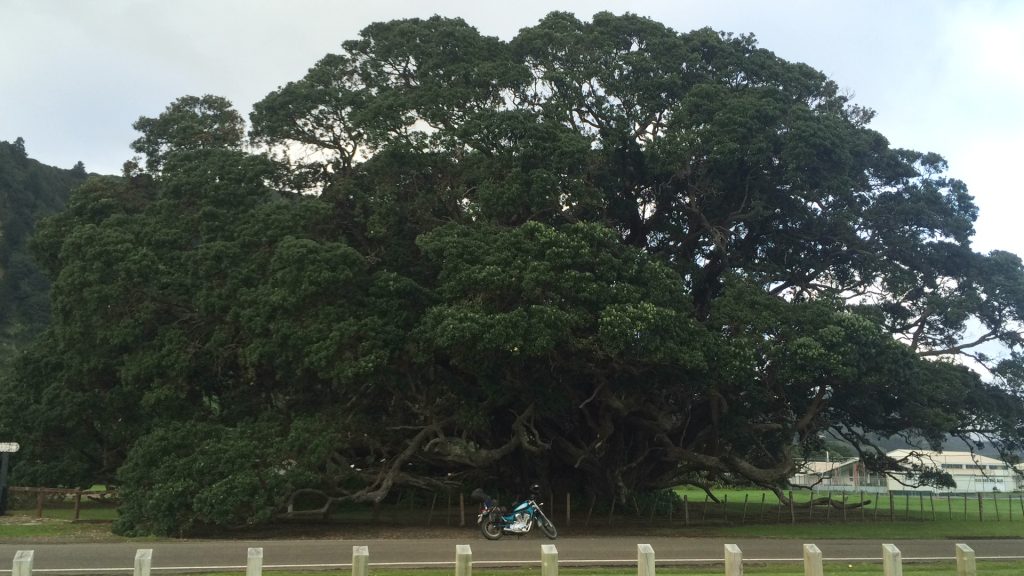 Te Waha O Rerekohu Pohutukawa