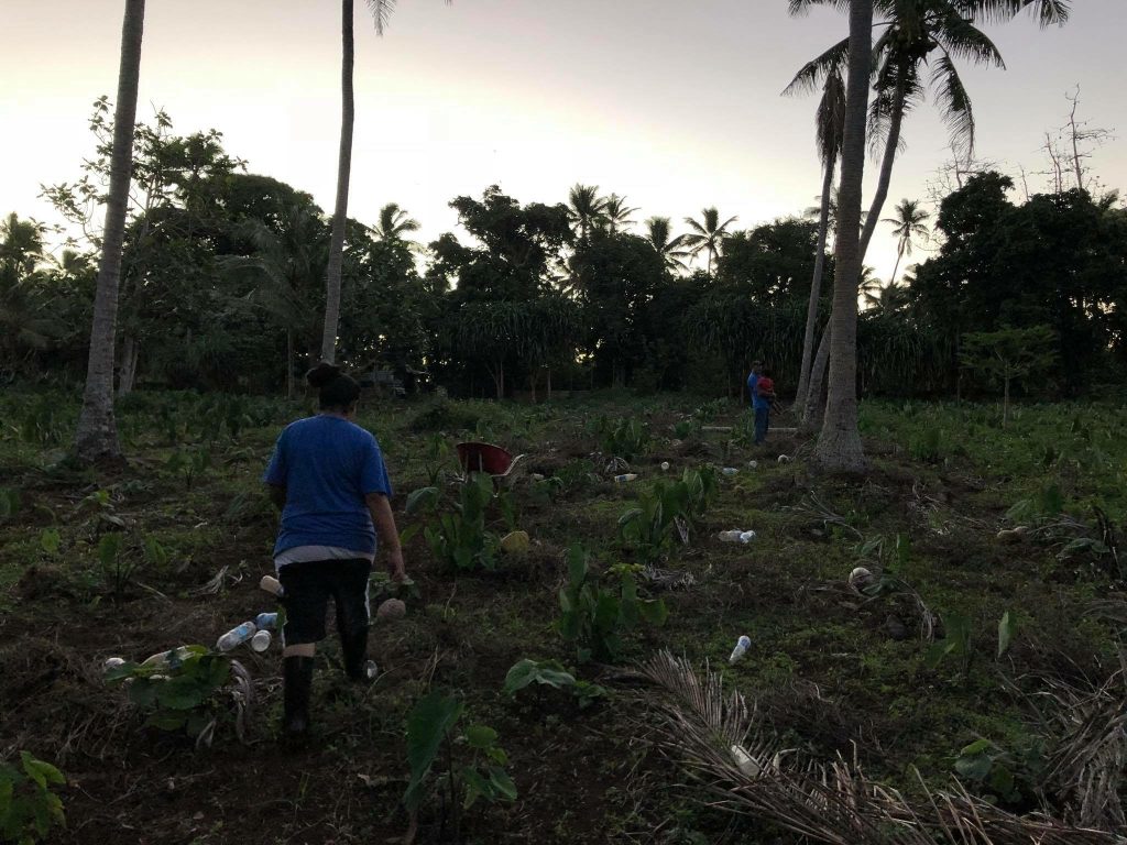 Helping water kava plants in Vava'u