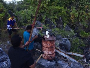 Nauru noddy bird