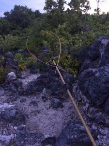 Nauru noddy bird