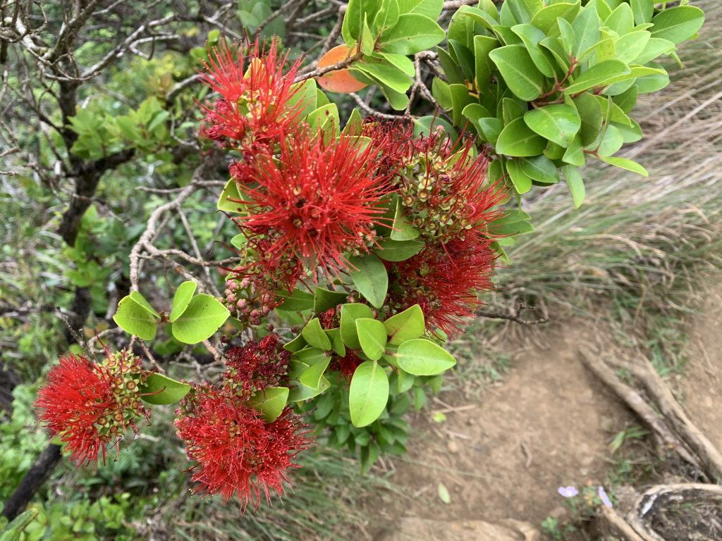 lehua ohia native hawaii plant stairway to heaven hike