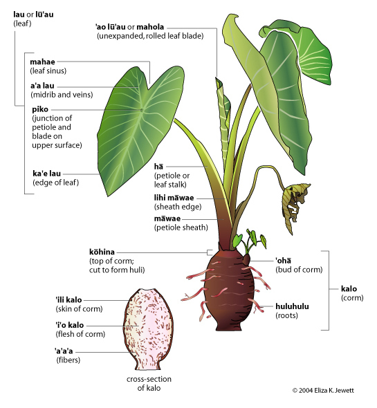 diagram of taro plant hawaii