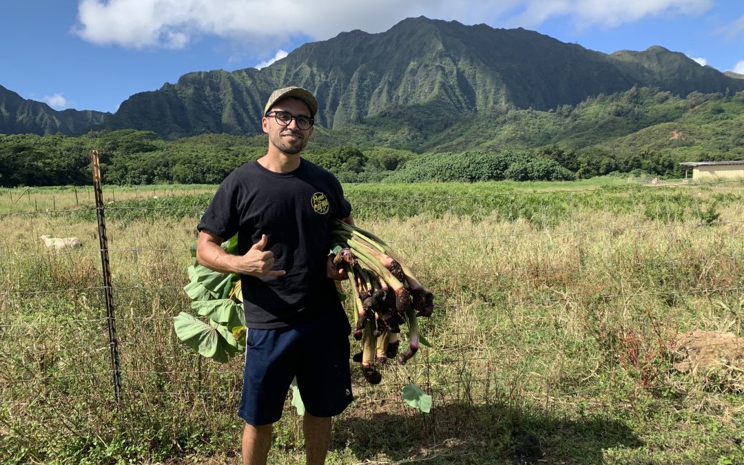 Volunteering on A Loʻi (Taro Patch): Hawai’i