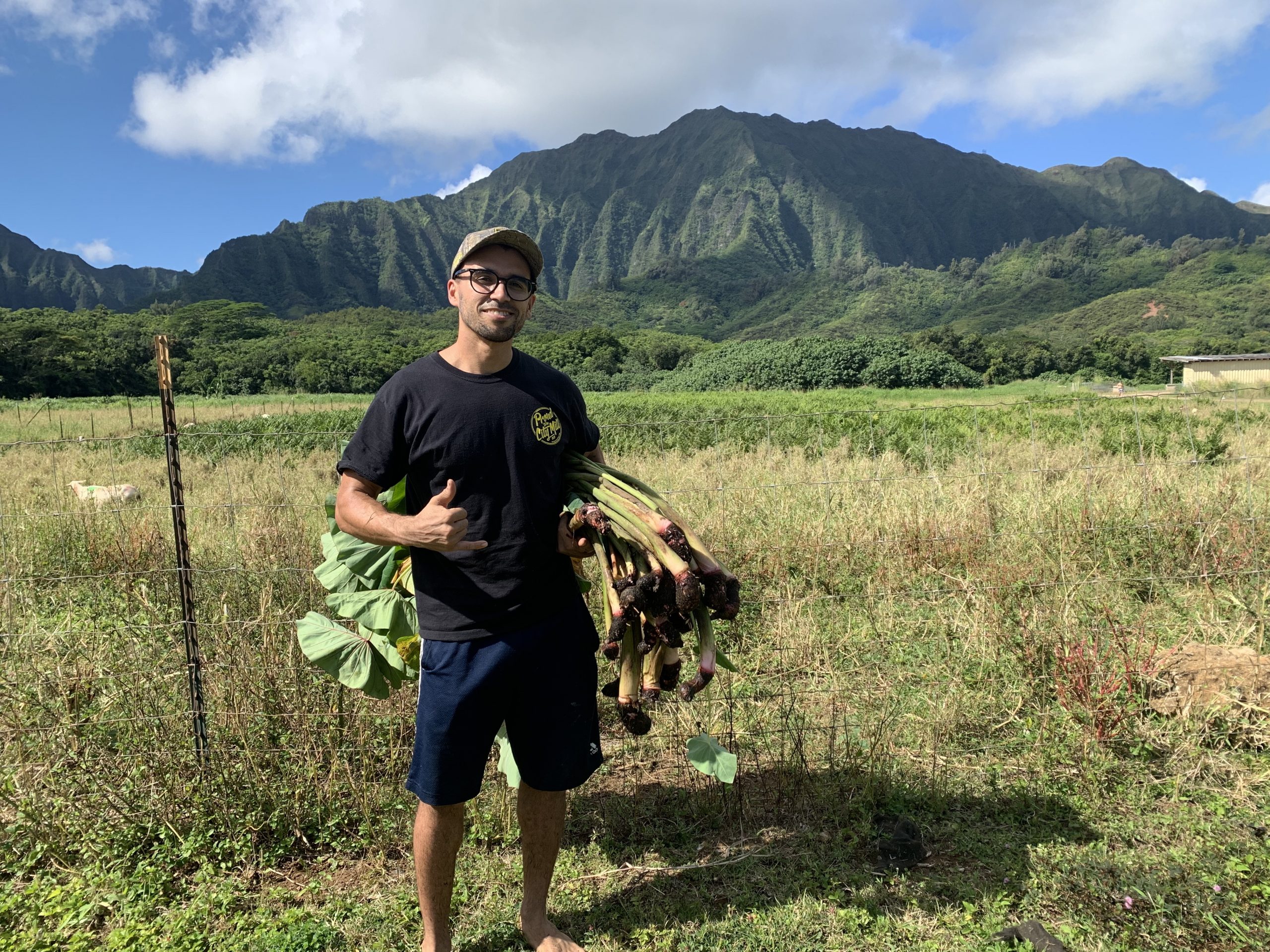 holdng taro leaf in a farm in Hawai’i with koolau mountains in background