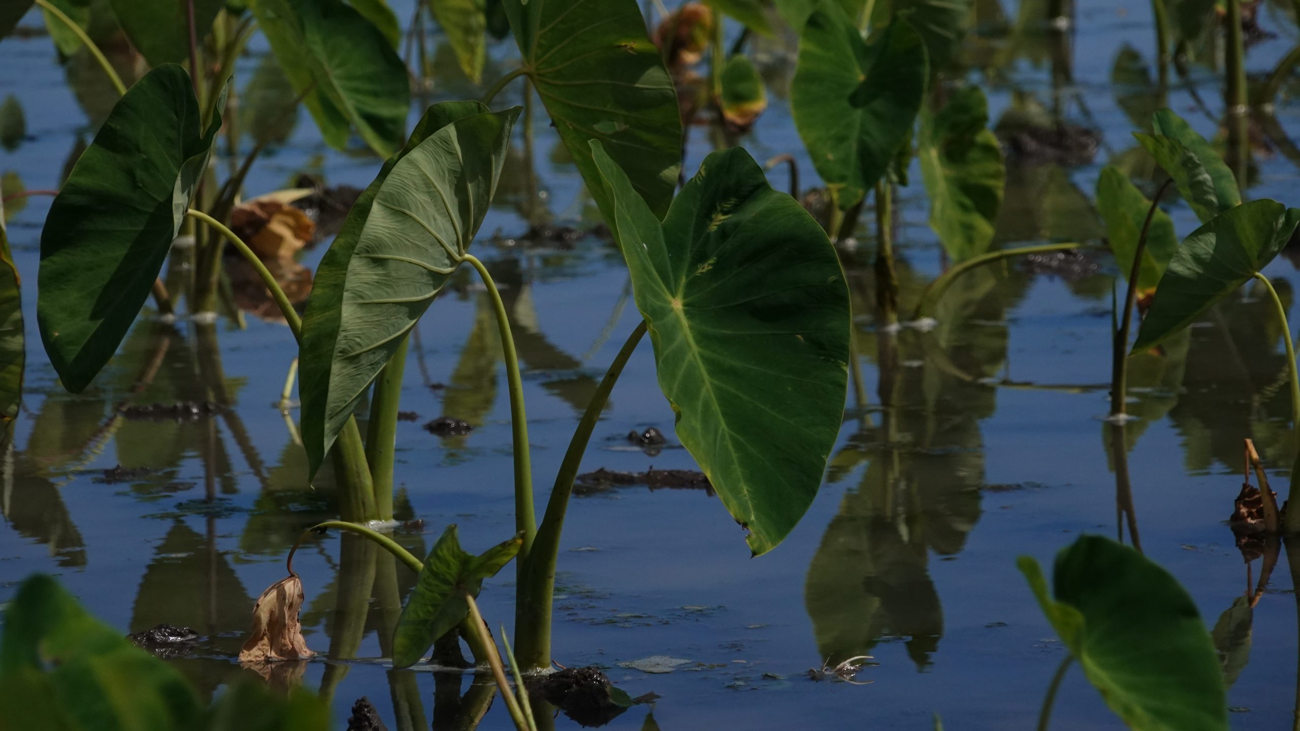 kalo taro in a taro field hawaii