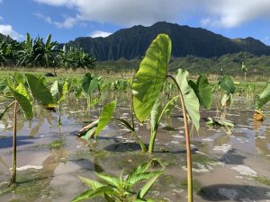 loʻi taro patch oahu hawaii