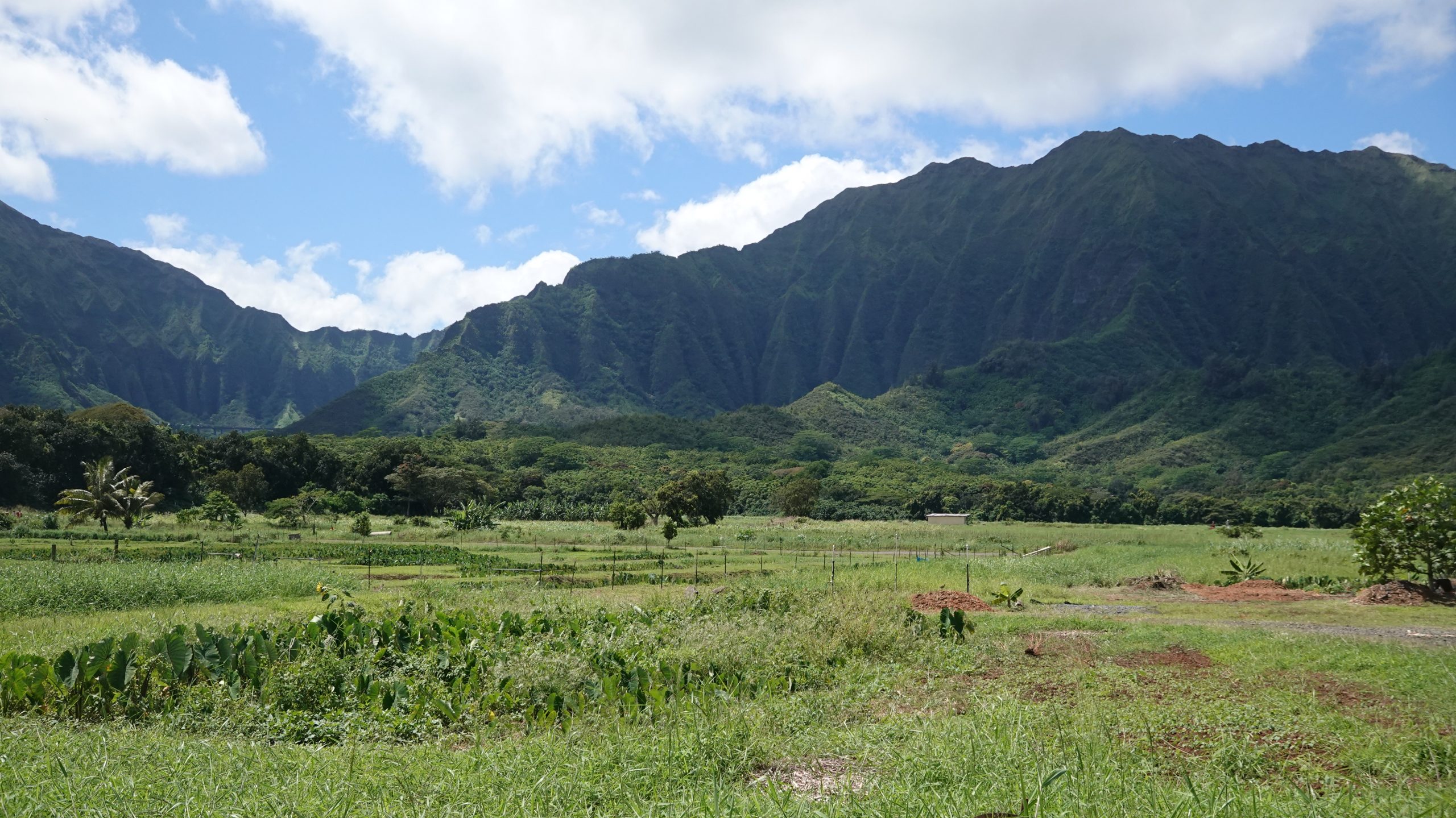 oahu hawaii mountains taro green nature