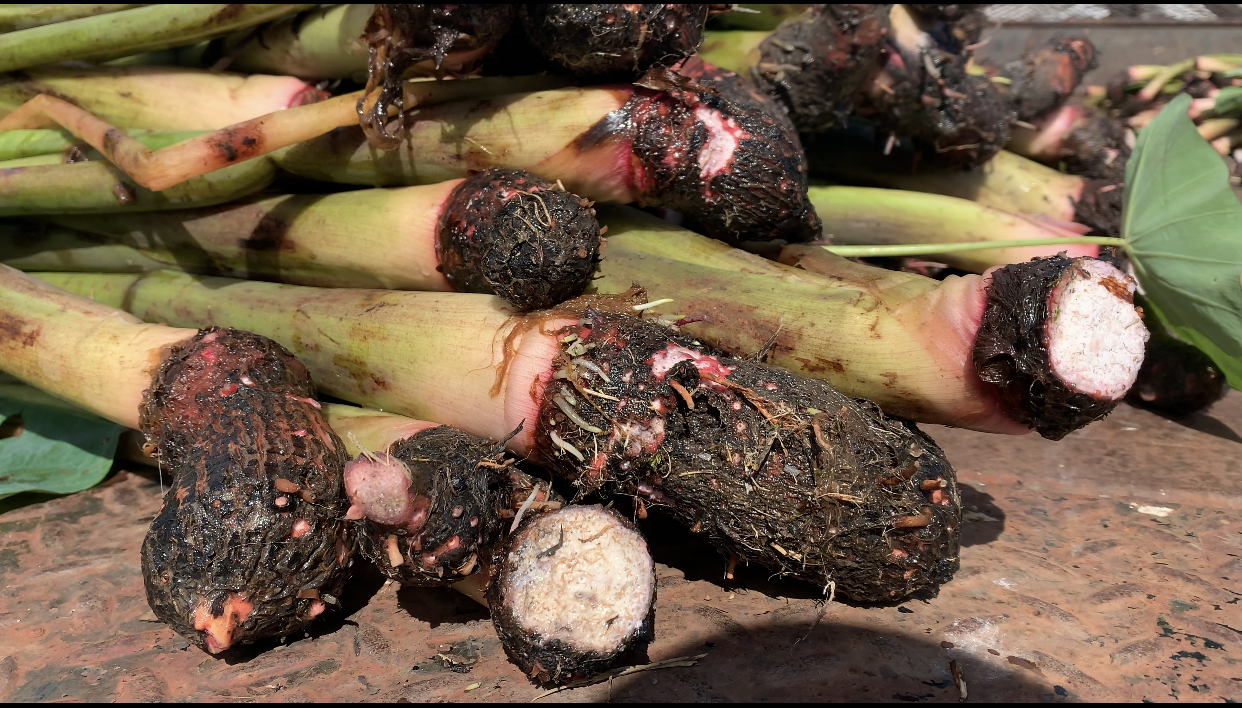 taro corm kalo Hawai’i root