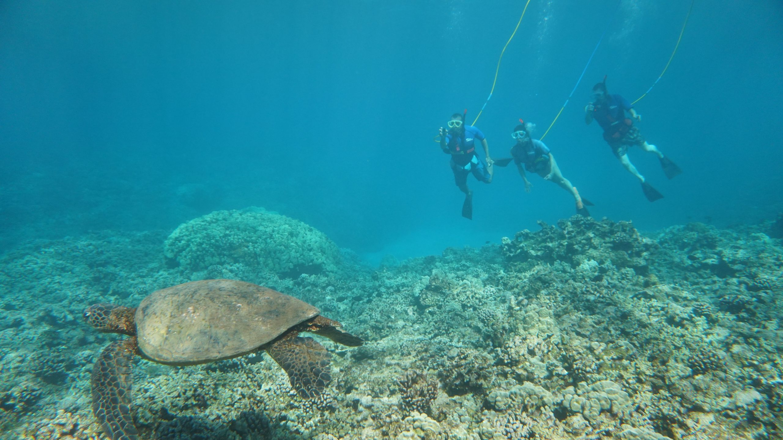 hawaii maui snuba tour molokini turtle honu photo
