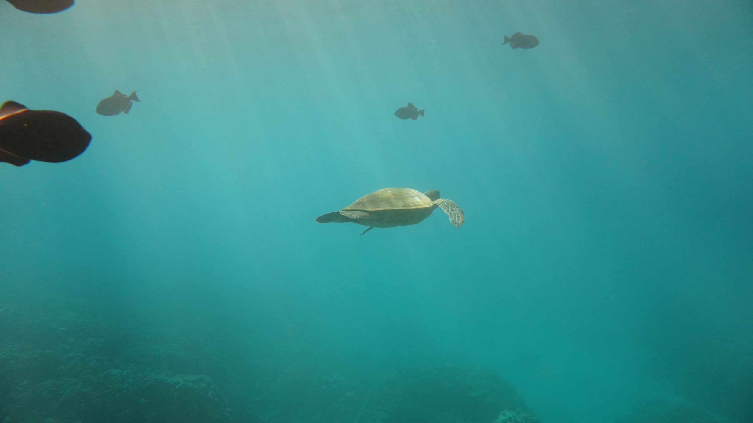 hawaii maui snuba tour molokini turtle honu swimming
