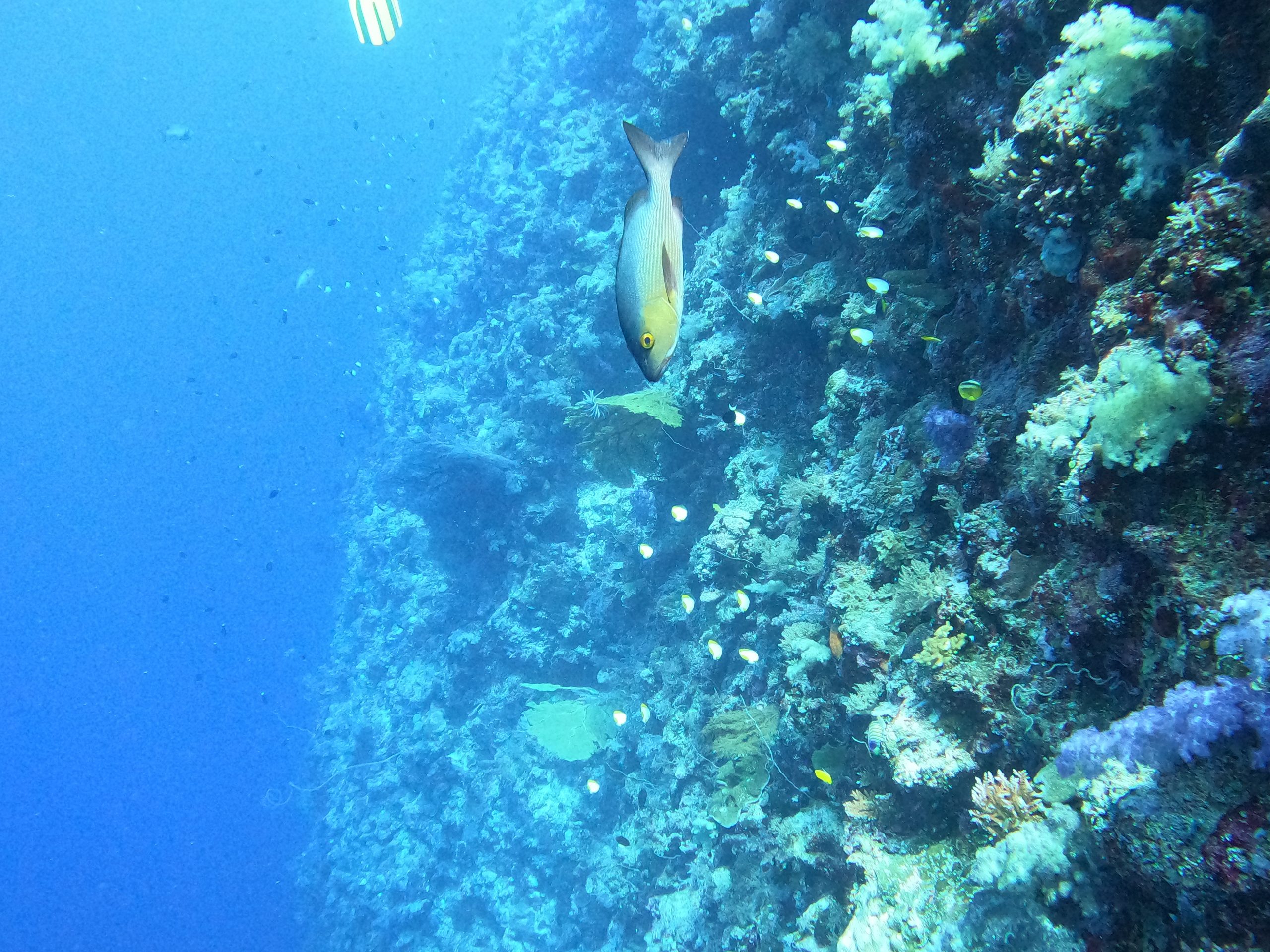 blue corner scuba diving palau rock islands