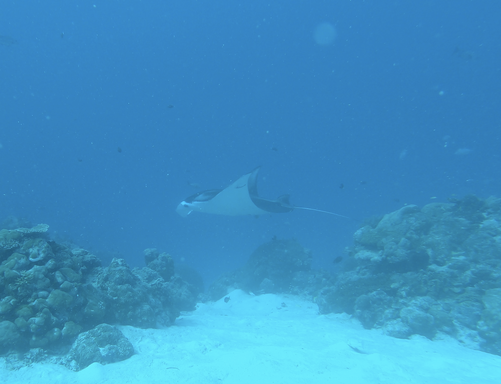 manta-ray-scuba-diving-palau-rock-islands