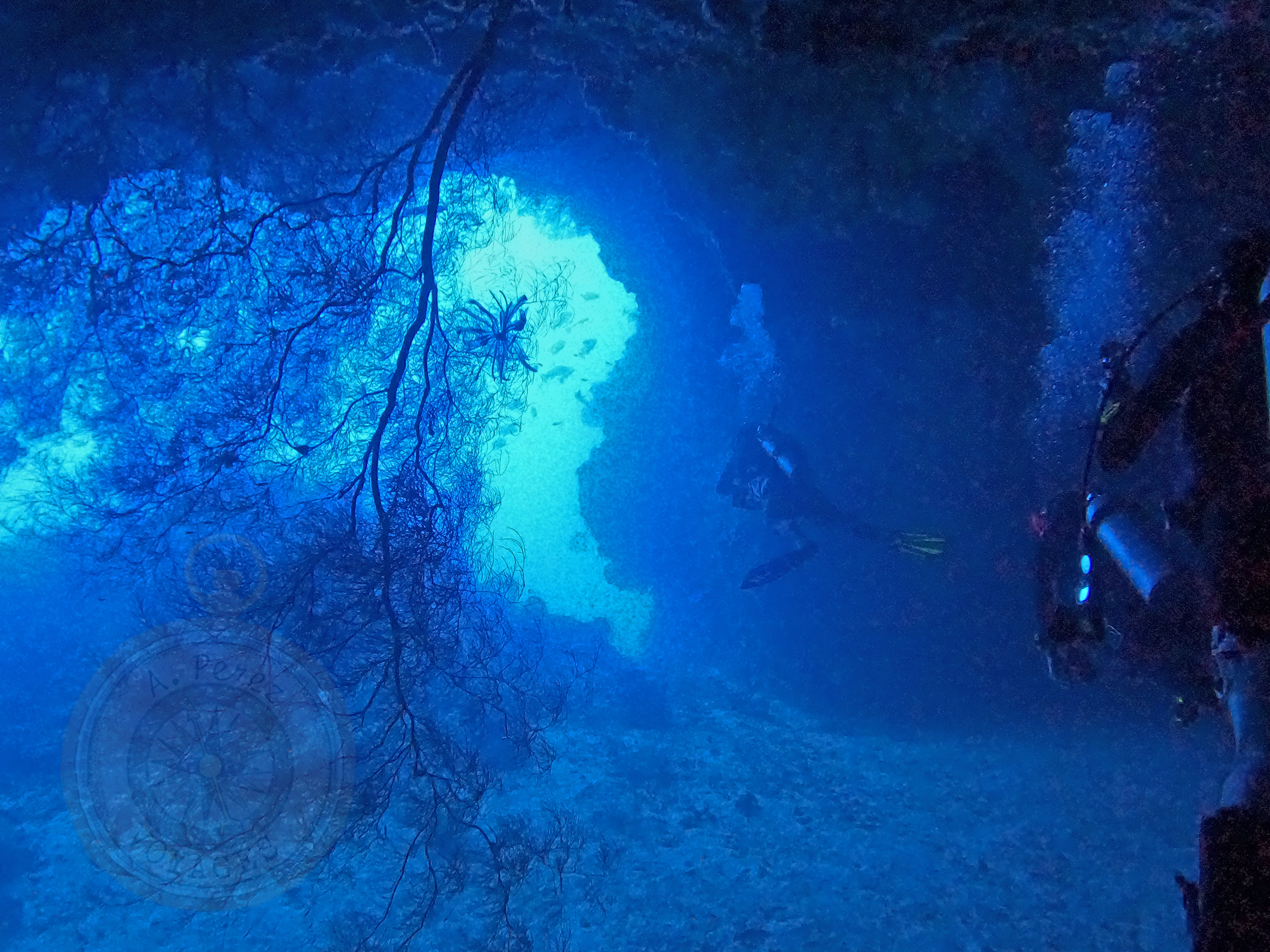 Photo of the Week: Siase Tunnel (Diving Palau)