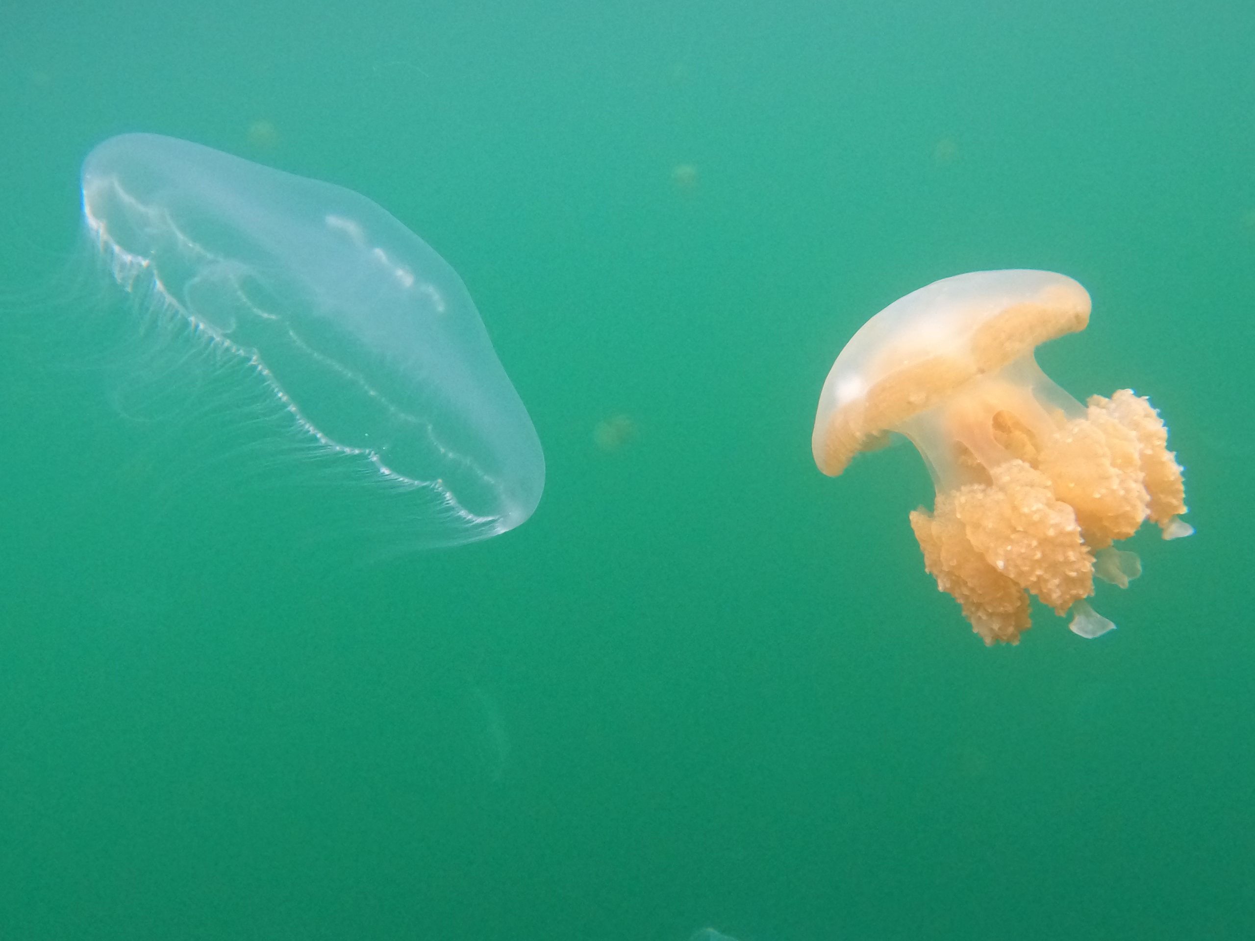  pristine paradise palau jellyfish lake rock islands