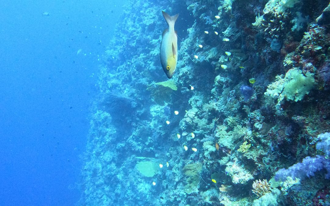 Scuba Diving Palau is a MUST!
