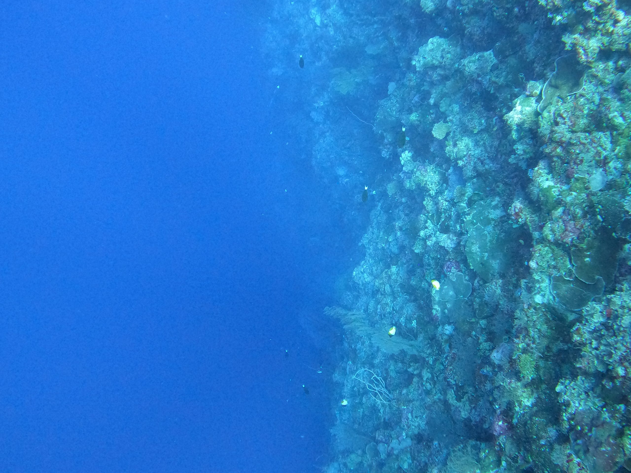 scuba dive palau blue corner scaled