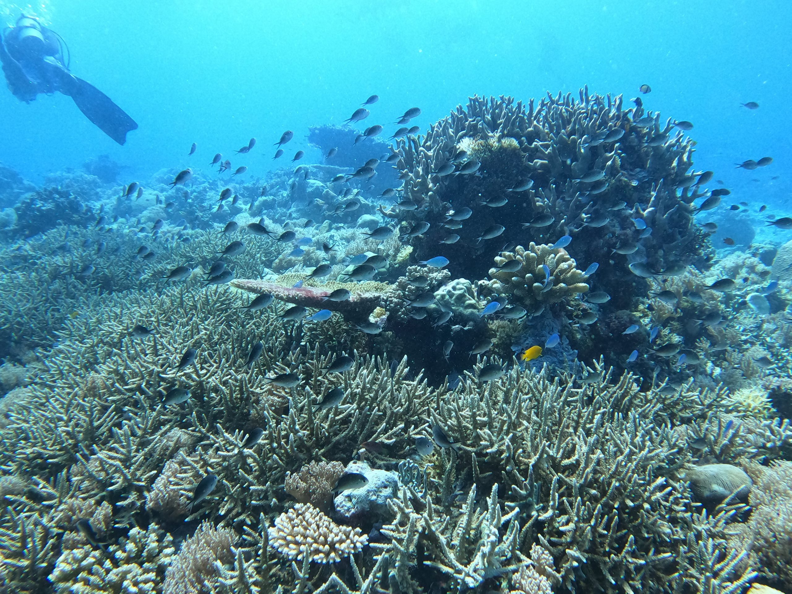 manta ray scuba diving palau rock islands