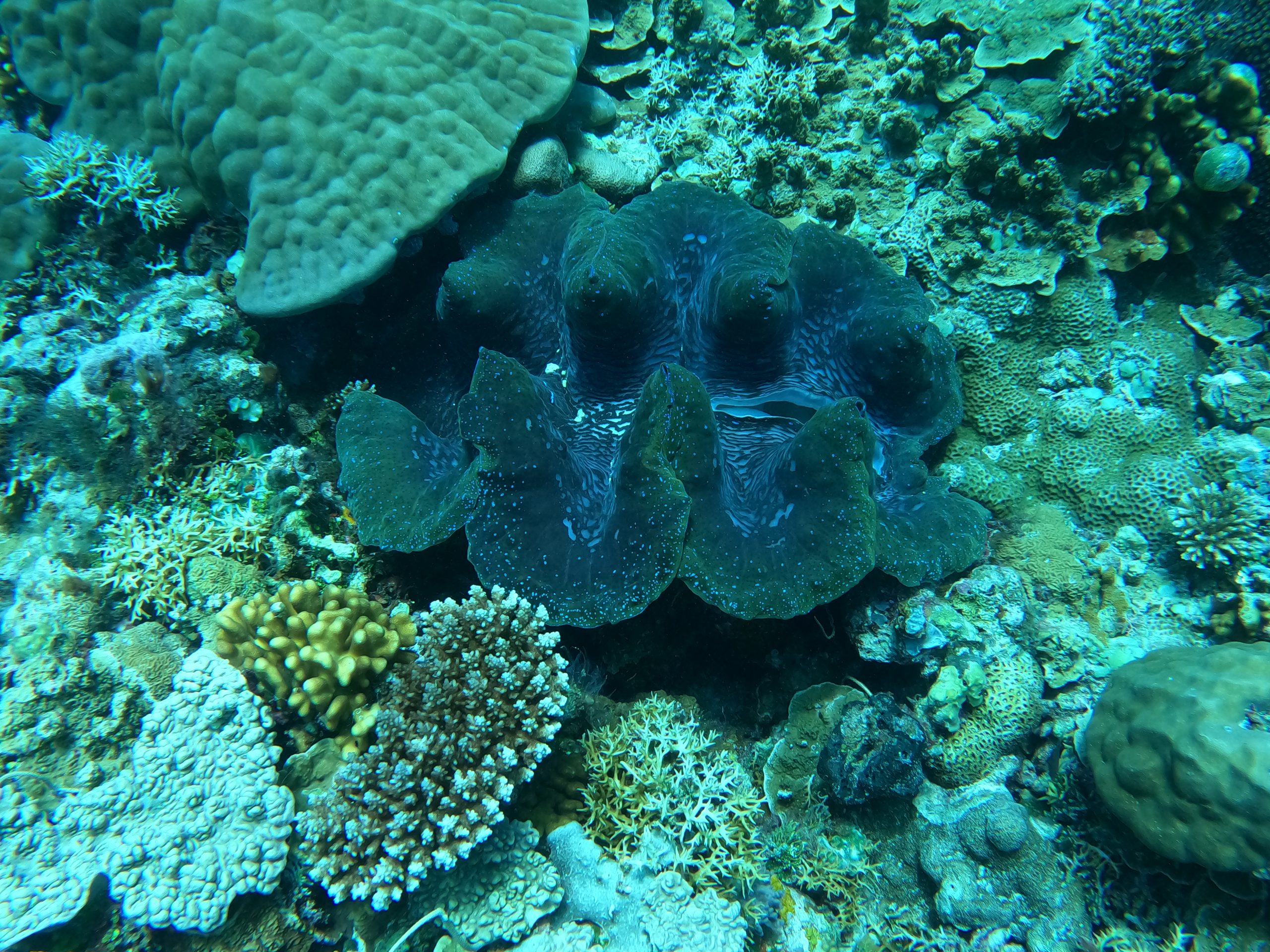 giant clam scuba diving palau rock islands