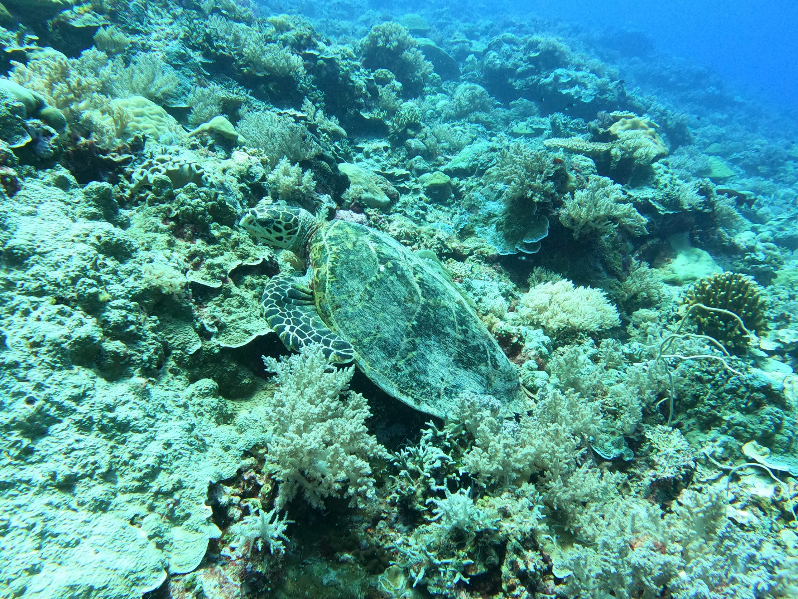 scuba diving palau dive adventures ulong channel reef