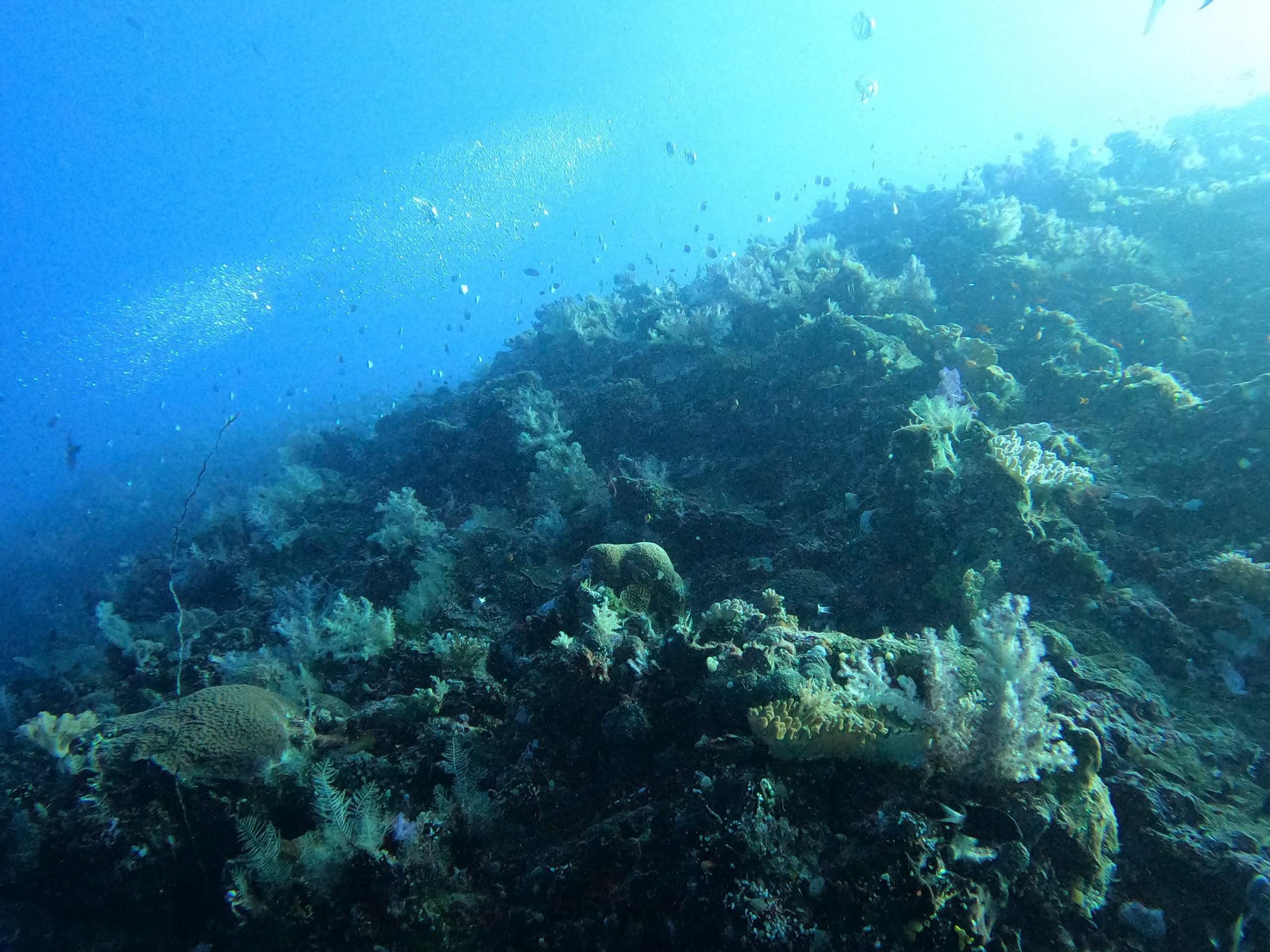 scuba diving palau dive adventures ulong channel