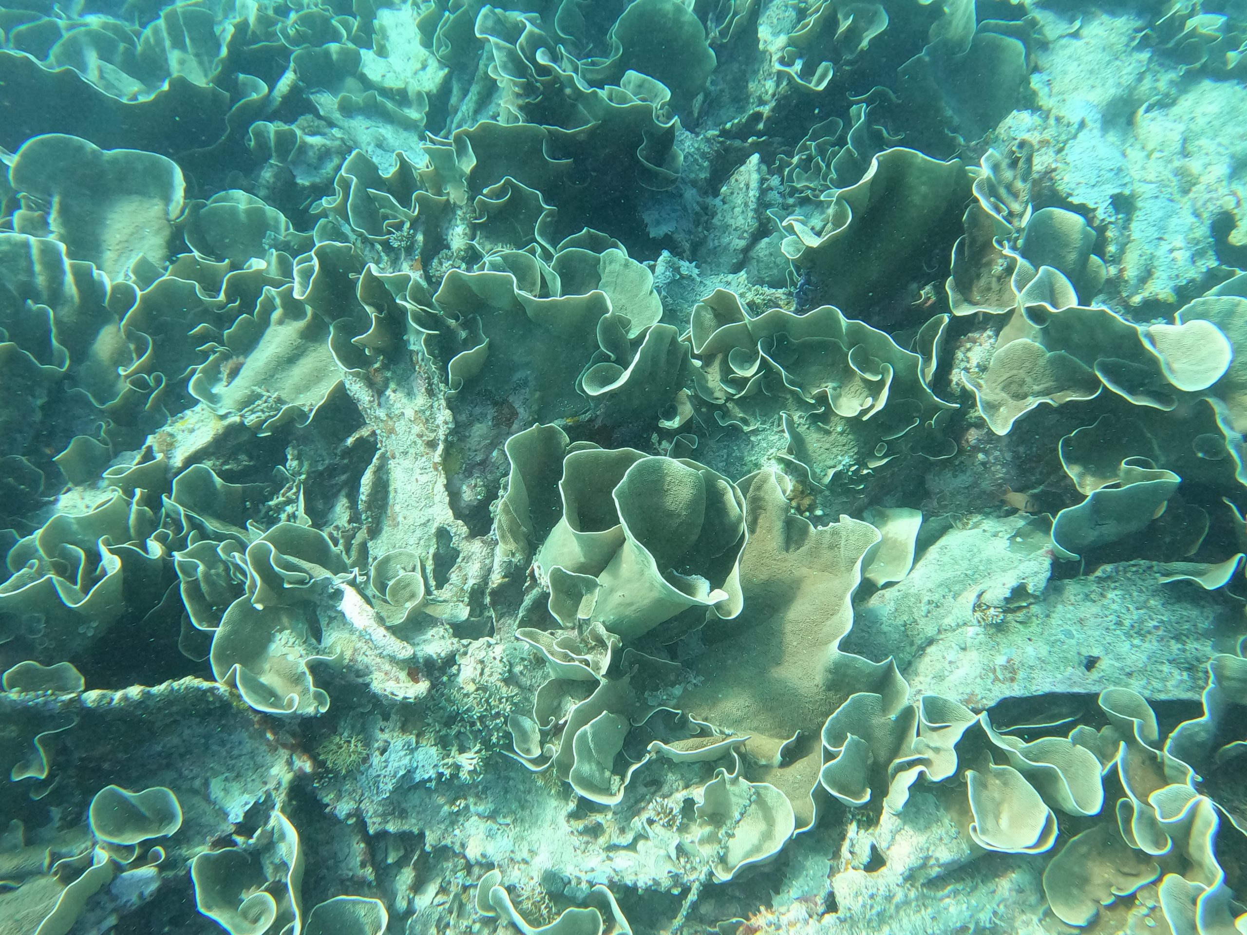 scuba diving palau lettuce reef