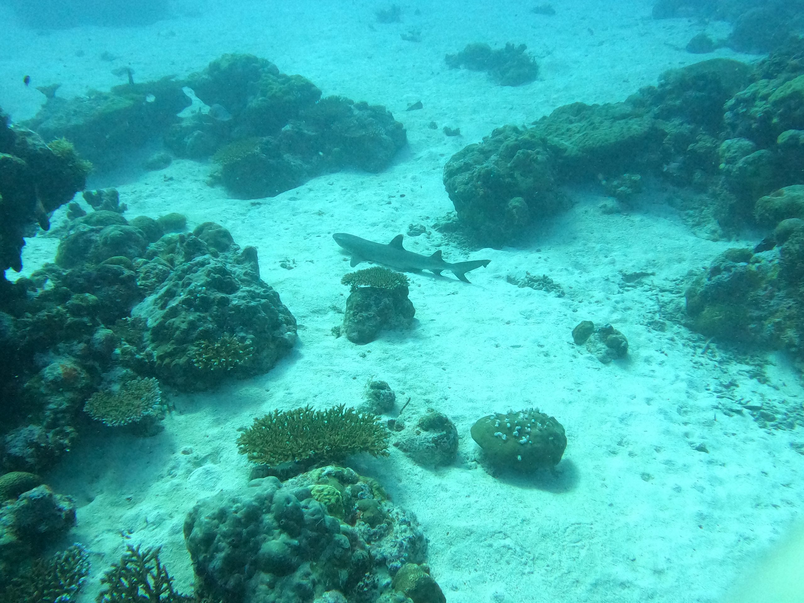 shark scuba diving palau rock islands scaled