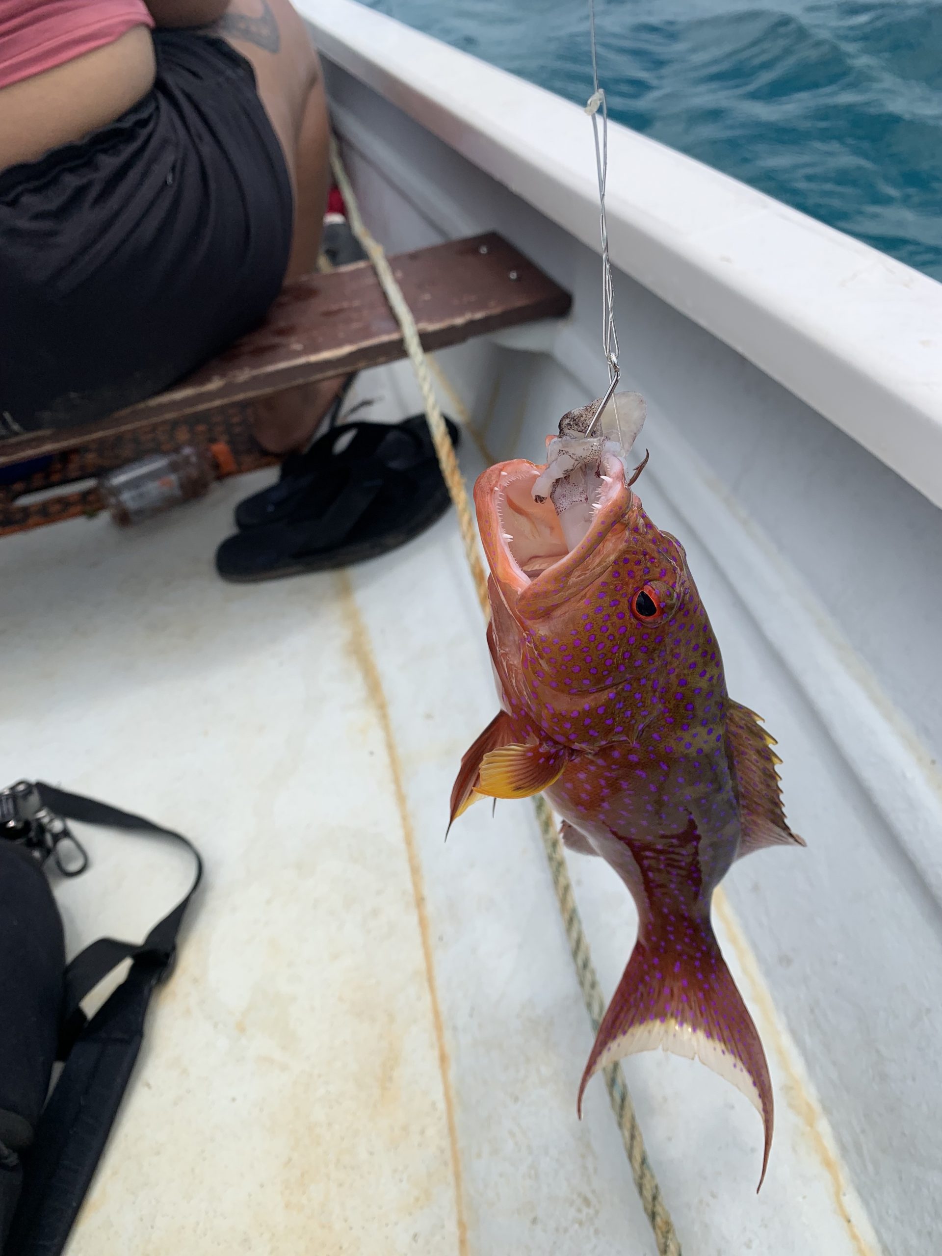 fresh caught fish palau food