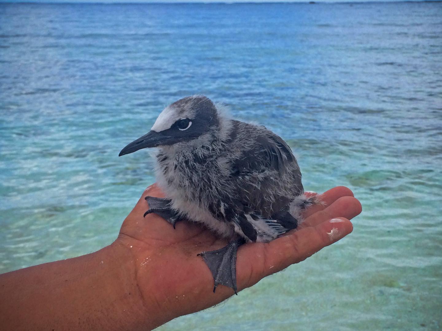 gogo bird in funafuti tuvalu
