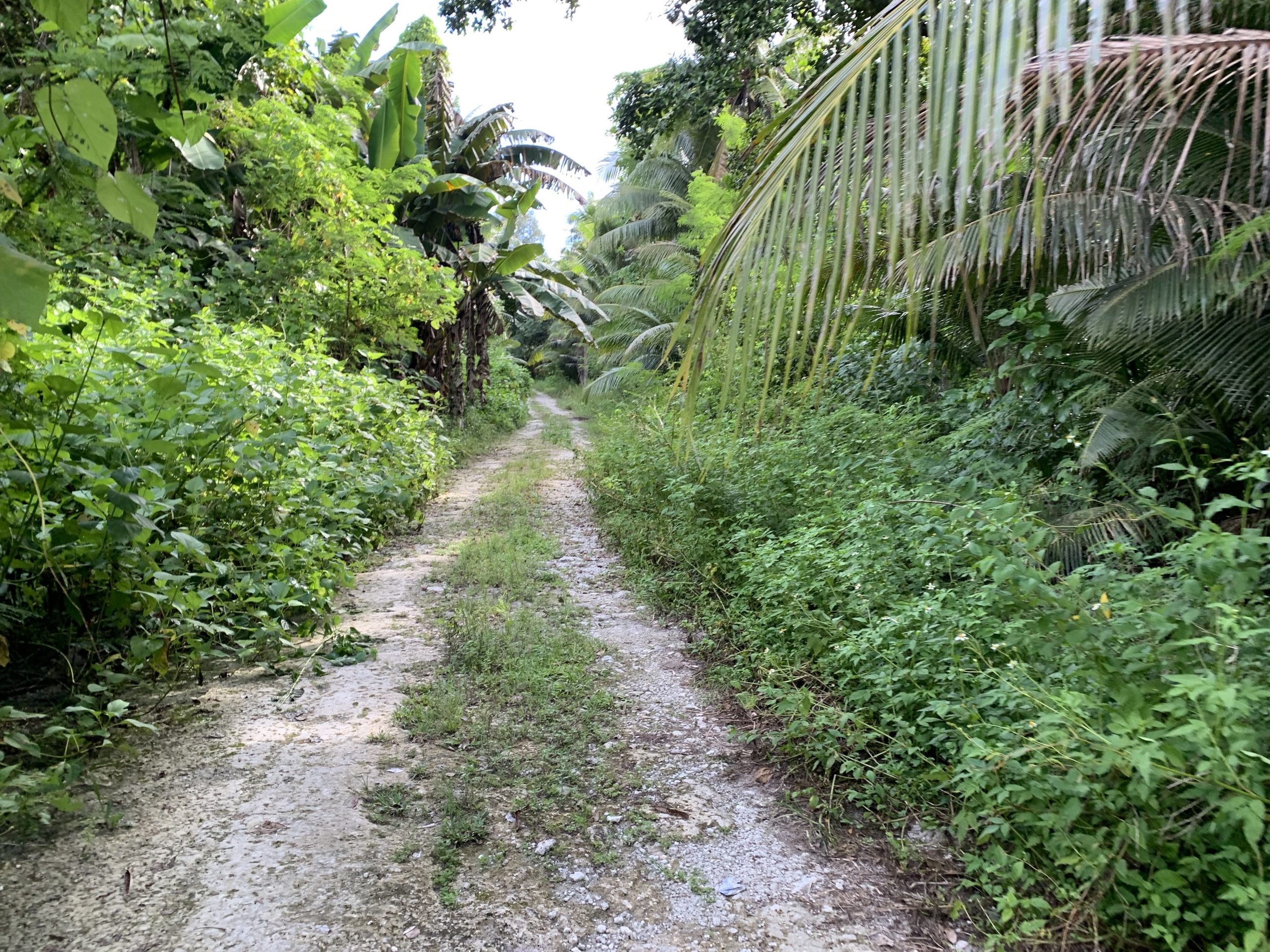 battle of peleliu palau jungle